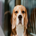 Nederlandse naam beagle: hoe heet het ras en welke roepnaam past?
